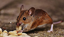 24 Hour & Emergency Exterminators in Rock Falls, WI